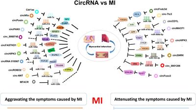 The circRNA-miRNA/RBP regulatory network in myocardial infarction